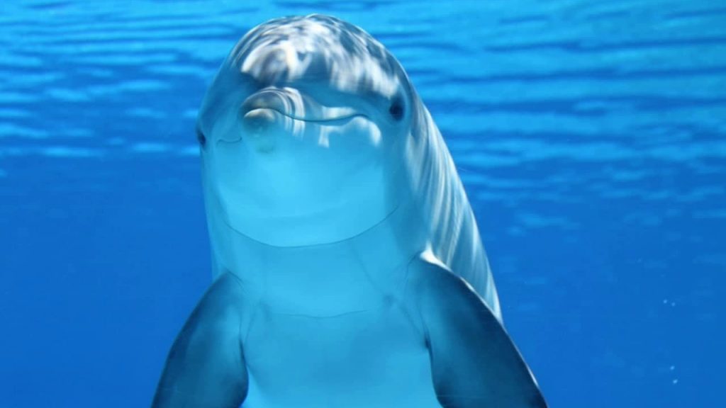 Дельфины - повторюшки