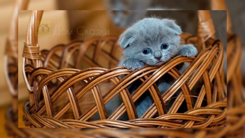 Достать коротышку, в большой плетёной корзине маленький котёнок дымчато-серого цвета пытается выбраться.