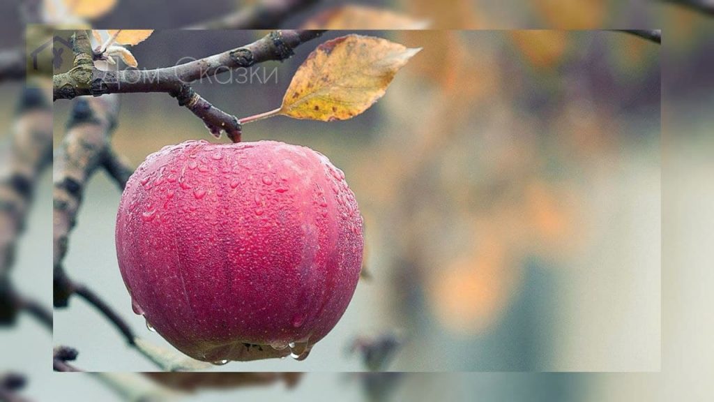 Яблоко красное на ветке висит глубокой осенью.