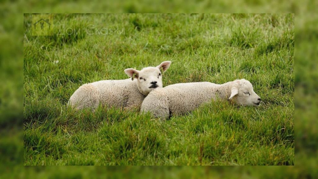 Сказка про овечку, две овечки лежат в поле с зелёной травой и отдыхают.