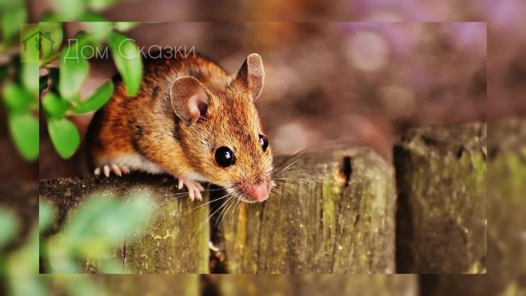 Воришка, маленькая рыжая мышка с чёрными глазами пытается перелезть через деревянный забор.