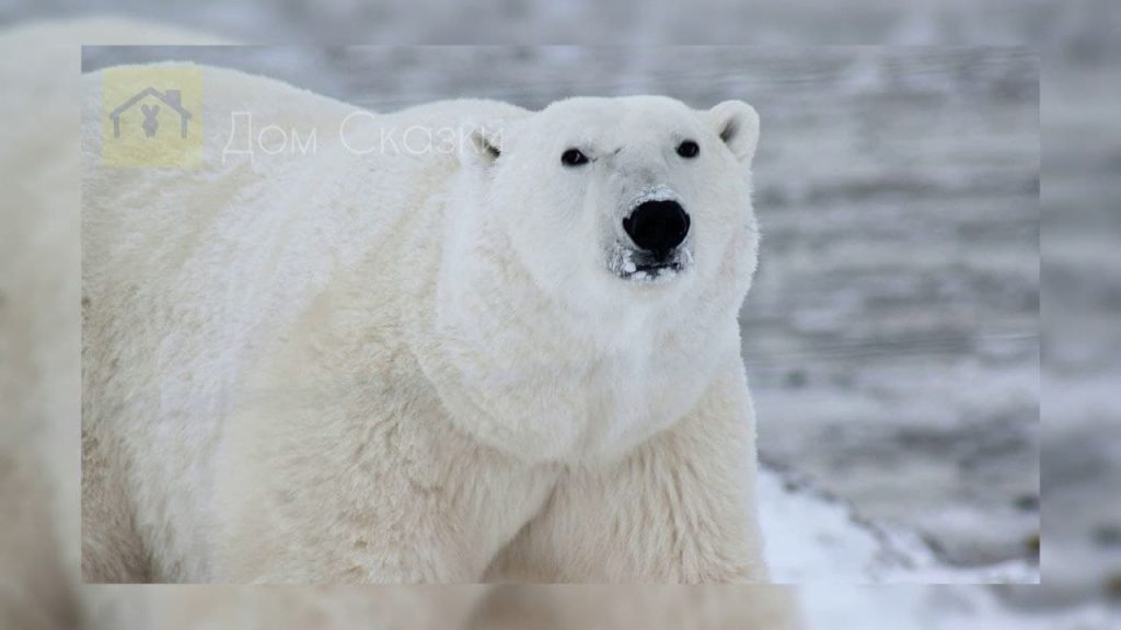 Белый медведь лежит на льдине.