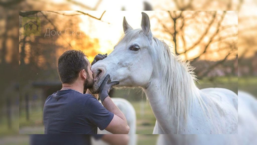 Мужчина держит в перчаткам морду белоснежного коня и целует его.