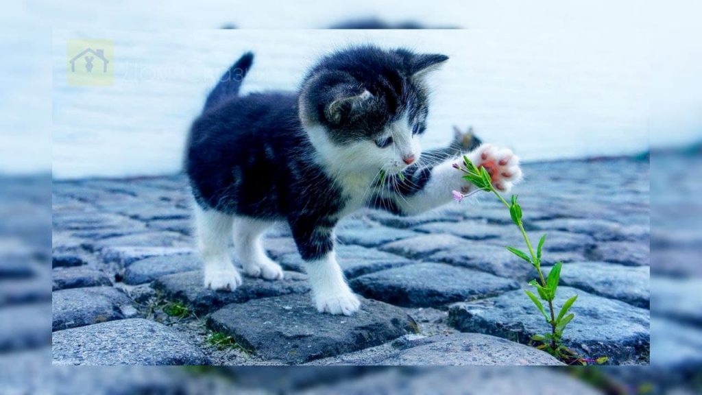 Маленький котёнок трогает лапкой цветок растущий прямо на тротуаре посреди мощённых камней.