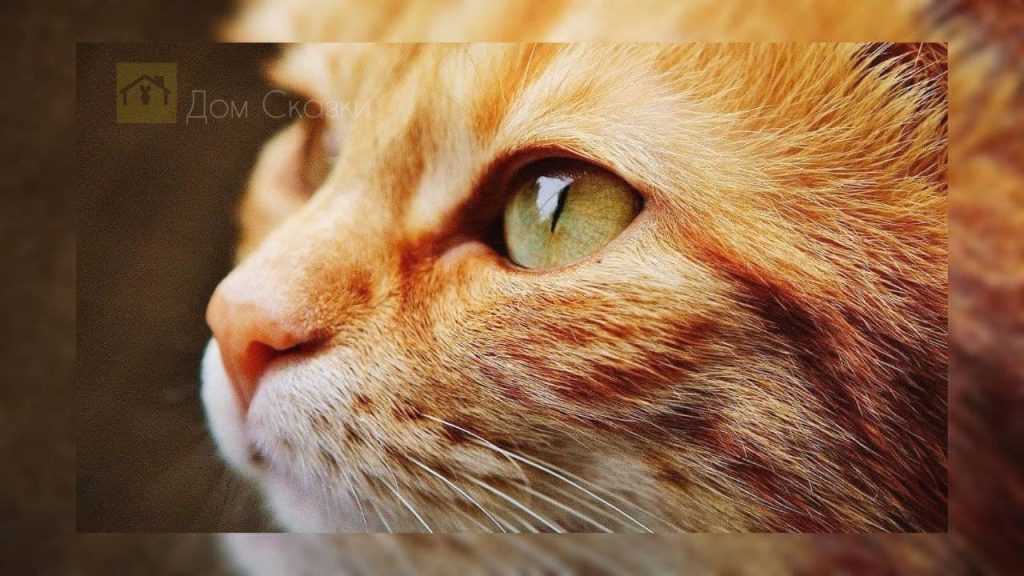 крупным планом морда рыжего кота с жёлто-зелёными глазами.