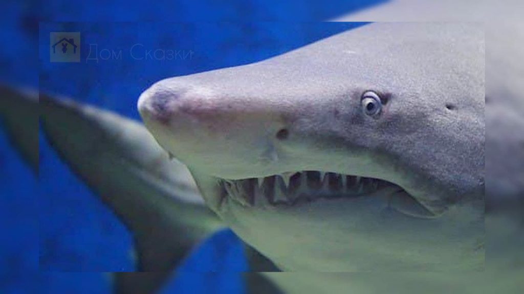 крупным планом морда белой акулы с острыми зубами смотрит глазом в камеру.