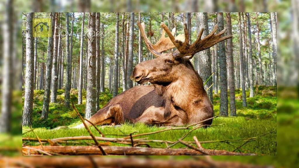 Взрослый лось с крупными рогами лежит в лесу отдыхая.
