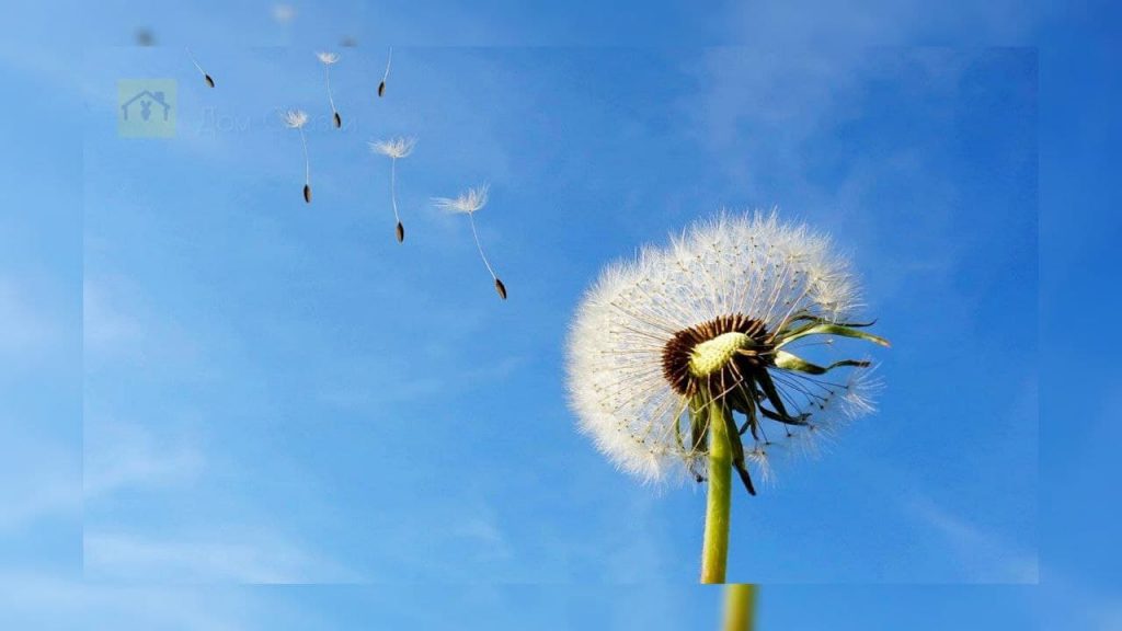 Головка одуванчика, семена которого раздувает ветер на фоне голубого неба.