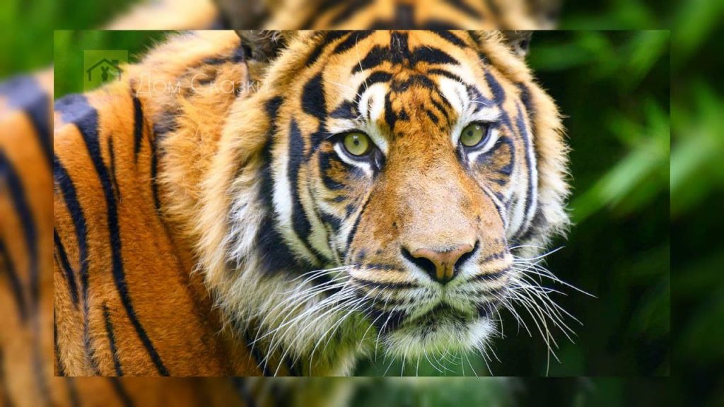 Морда уссурийского тигра который смотрит прямо в глаза.
