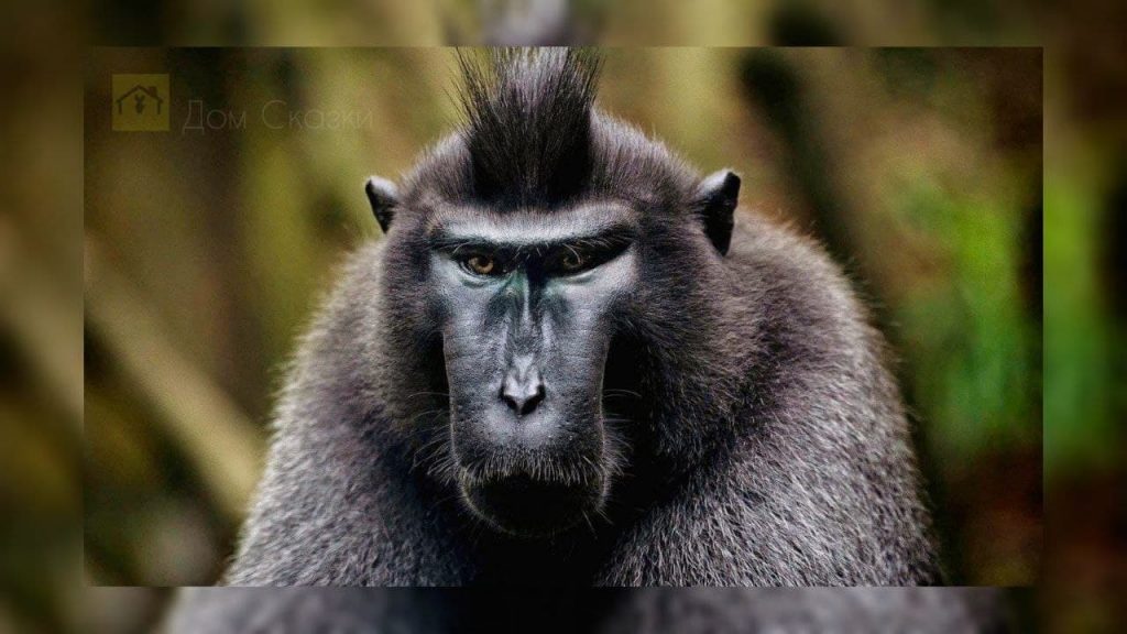 Чёрная обезьяна с хохолком смотрит недобрым взглядом.