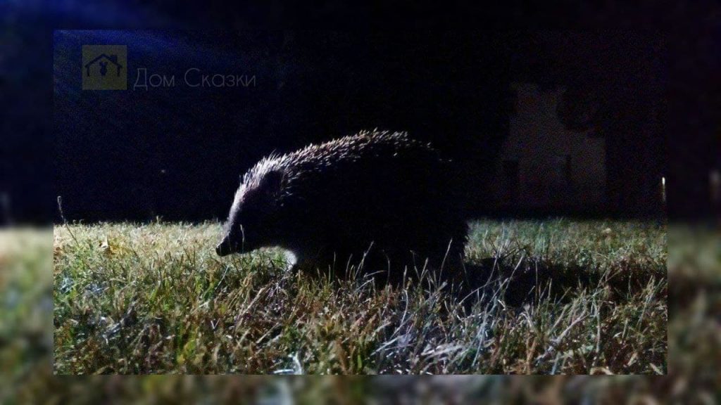 Ёжик топтыжка ночью крадётся в темноте по траве.