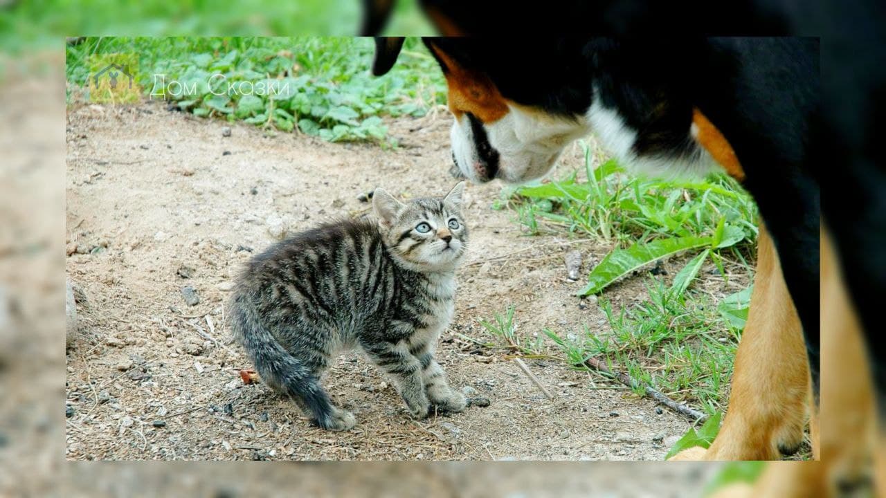 Сказка про котенка задиру | Дом Сказки