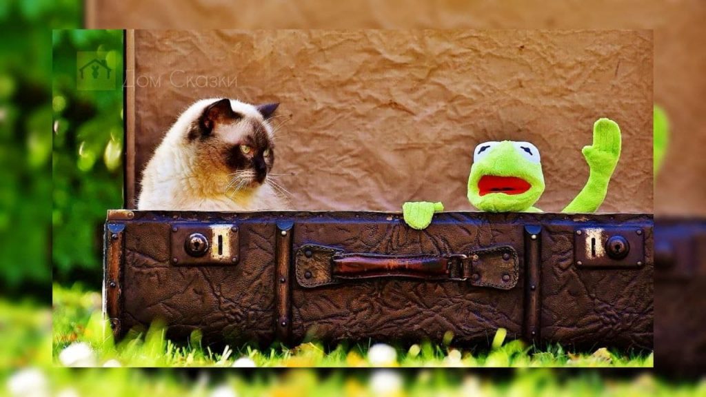 Сиамский кот и плюшевая зелёная лягушка выглядывают из открытого чемодана. Кошка смотрит на игрушку словно они соперники.
