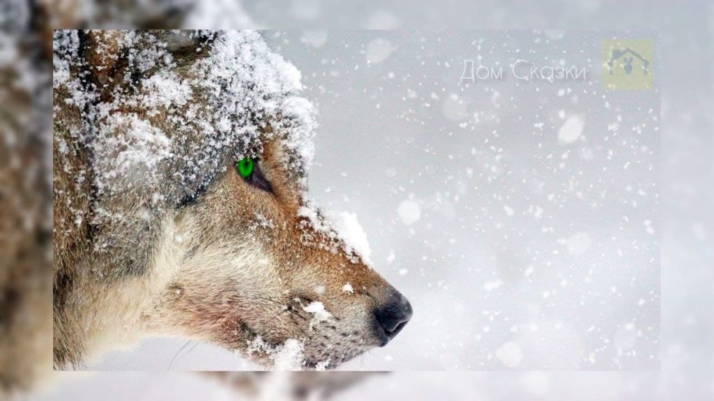 Крупным планом фотография морды волка, на которой волк одиночка смотрит ярко-зелёными глазами вперёд.