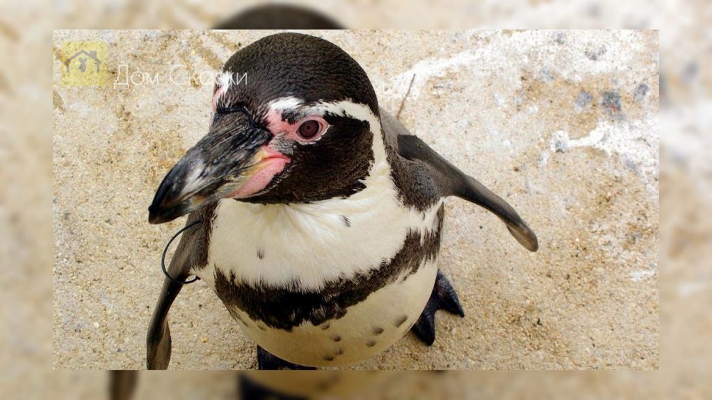 чёрно-белый пингвин стоит вид сверху