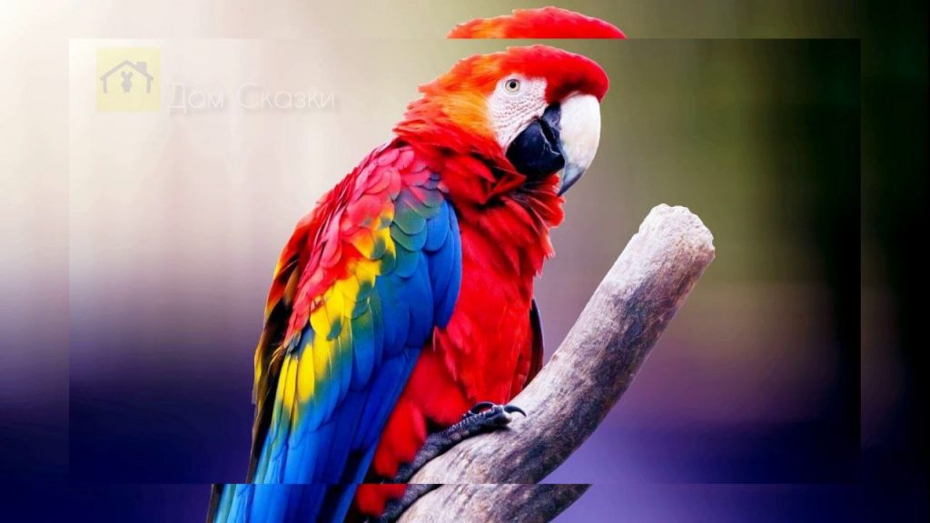 Разноцветный яркий попугай сидит на ветке