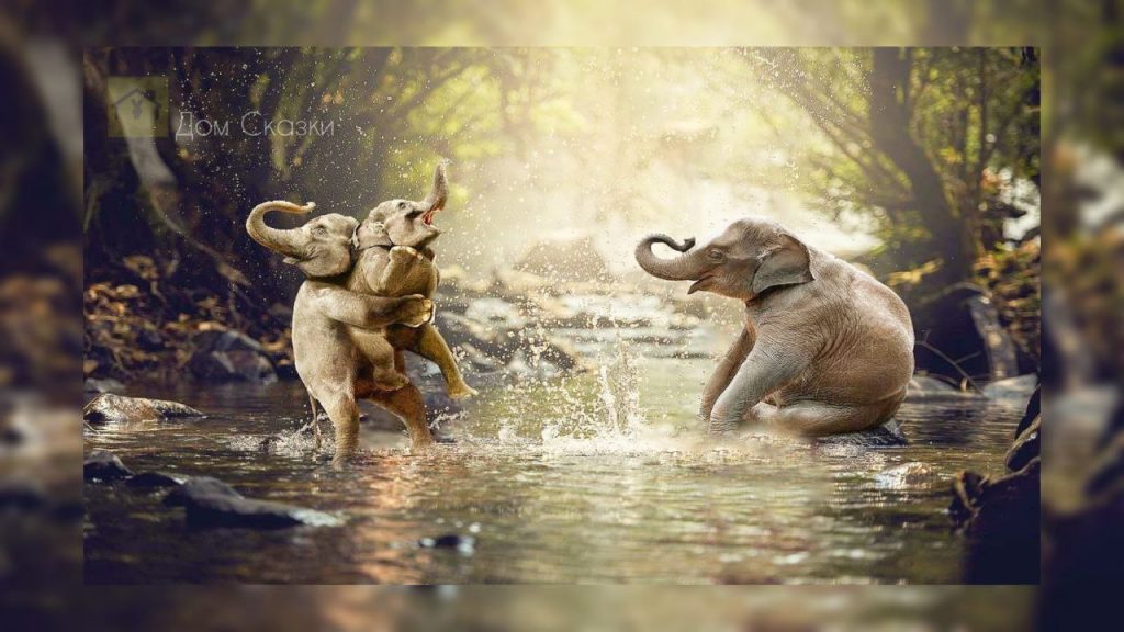 Смешная сказка, два взрослых слона купают одного маленького слонёнка в воде и брызгают друг на друга весело играя.