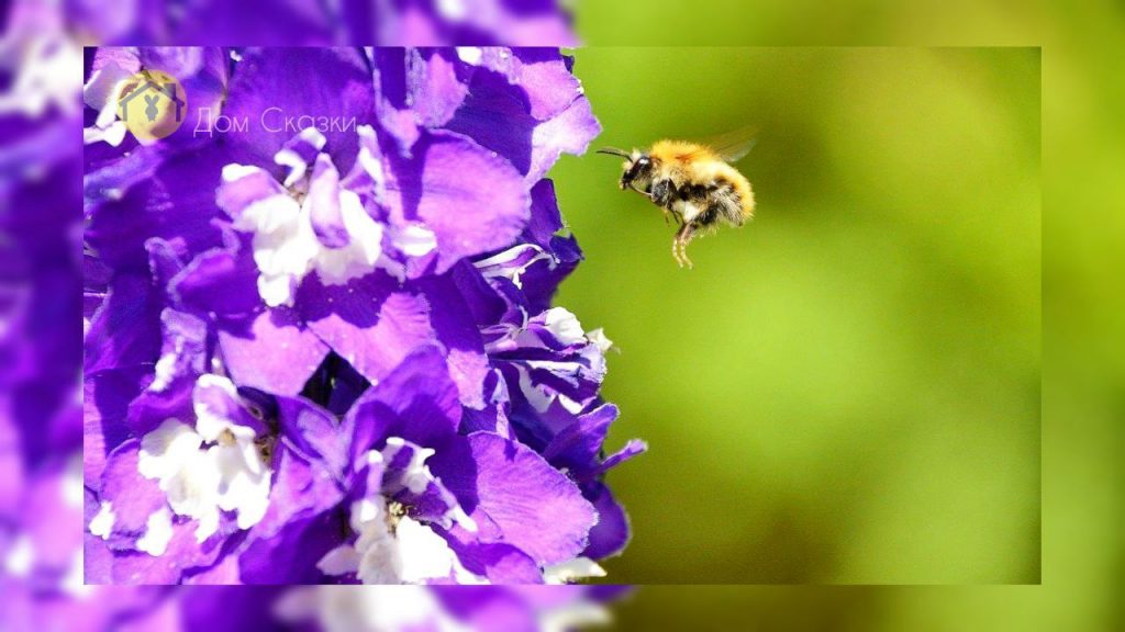 Пчёлка зависшая в воздухе над красивым фиолетовым цветком.