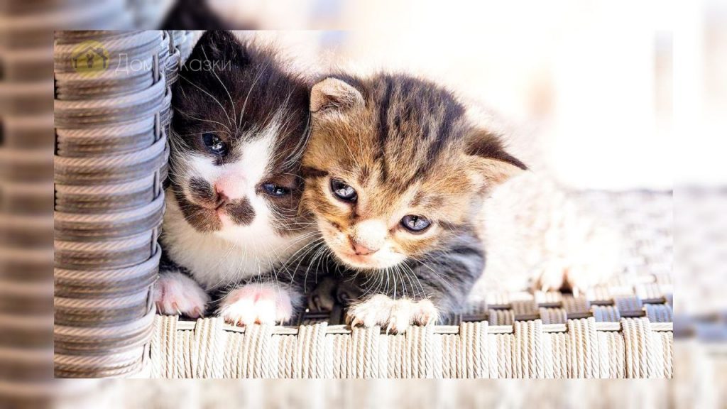 Милая фотография двух крошечных котят: серого и серо-коричневого, которые сидят на плетёном стуле.