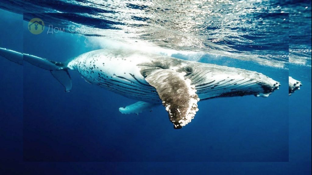 Про кита великана, который плывет под самой поверхностью прозрачной океанской воды.