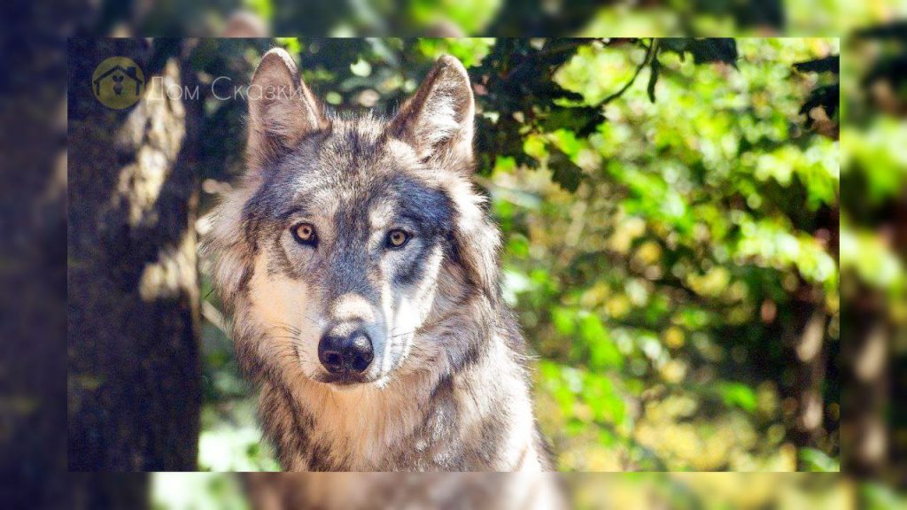 Серый волк летом в лесу смотрит прямо в глаза.