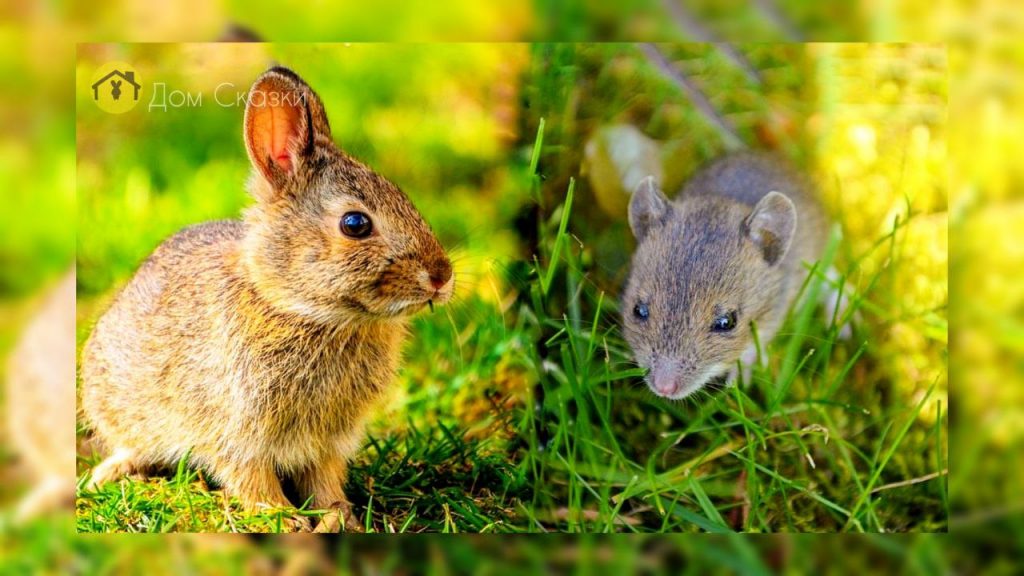 Кролик и мышка смотрят друг на друга сидя рядом на зелёной траве.