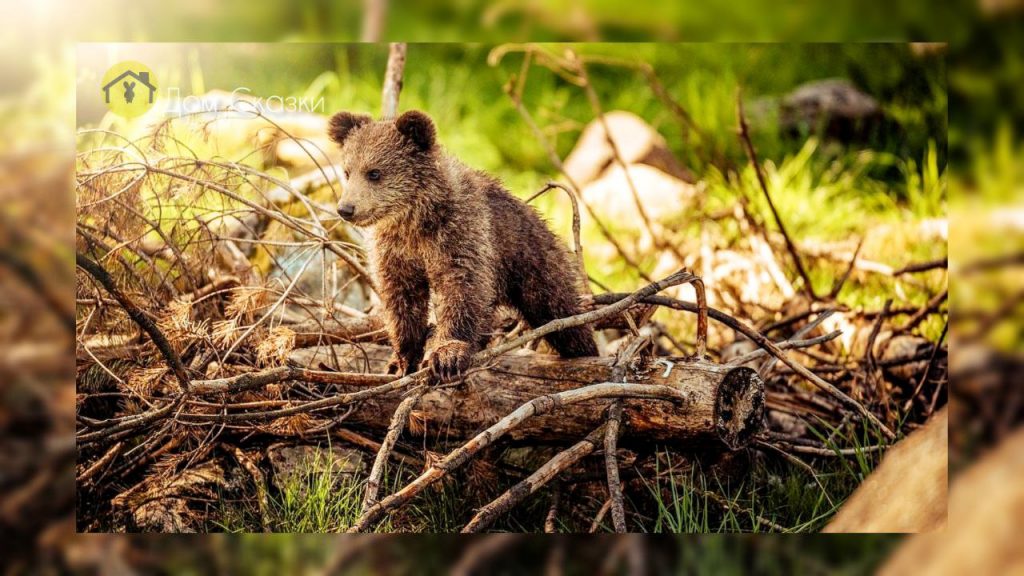 Прогулка маленького медвежонка по лесу, который заинтересованно за чем-то наблюдает.