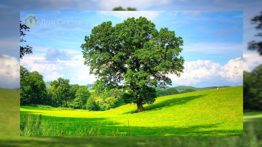 Поучительная сказка про огромный раскидыстый дуб, стоящий в поле, покрытом зелёной травой.