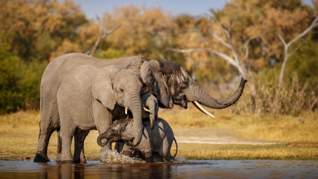 Про слонов для детей: зачем им большие уши?