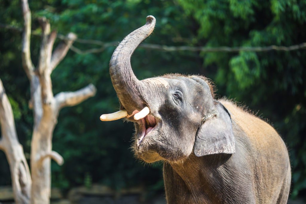 Про слонов для детей: зачем им большие уши?